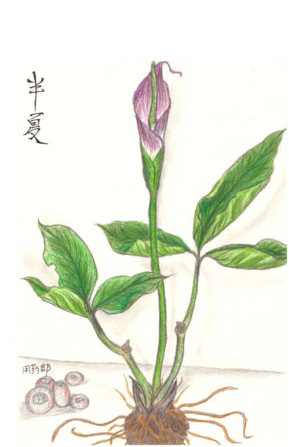 中医学院落实职教周活动-中药绘画比赛