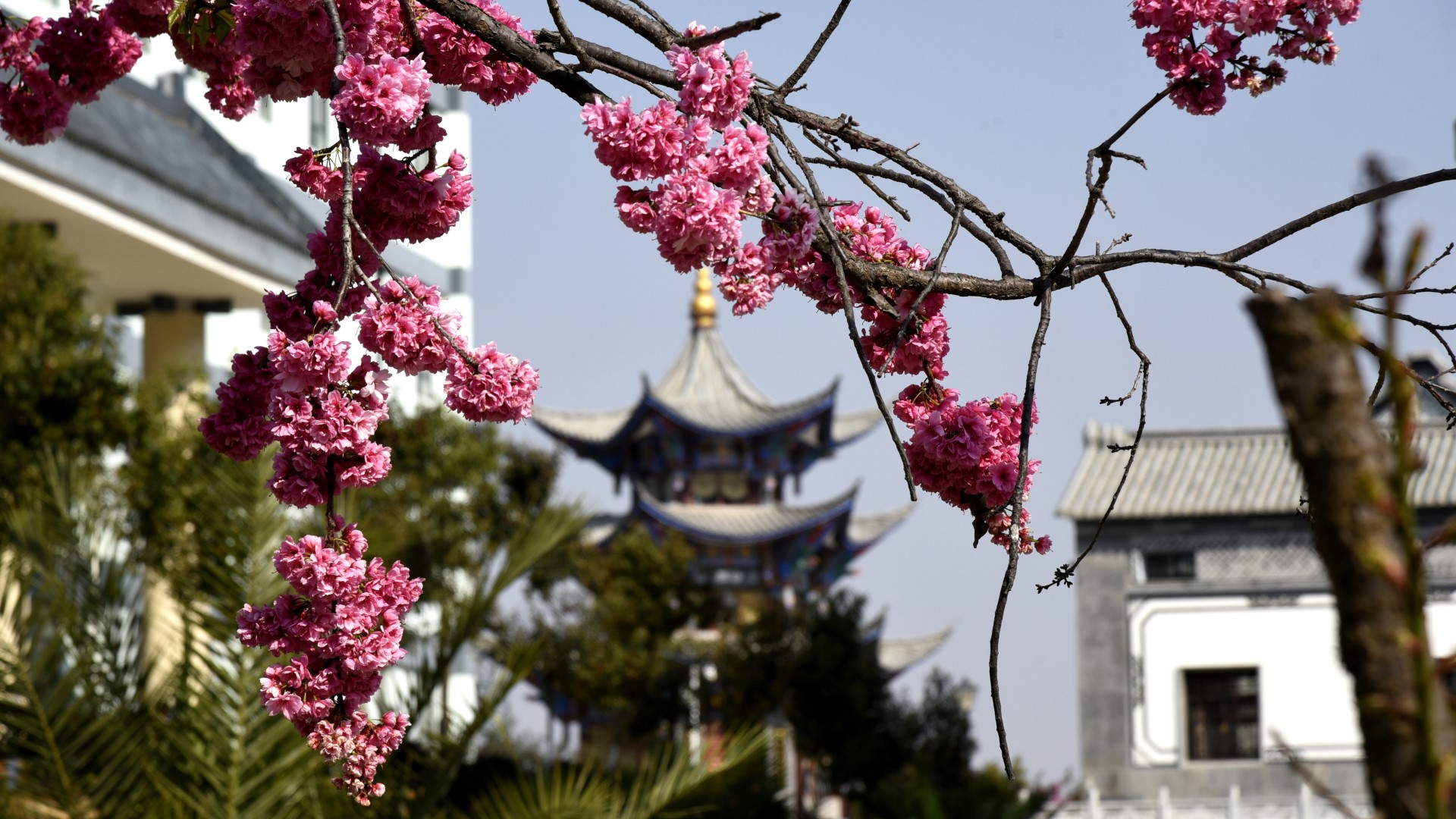 昆明卫生职业学院樱花图片